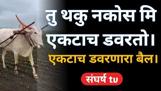 शेतकरी बापाला बसवुन एकटाच डवरणारा बैल। #शेतकरी #शेती_बातम्या  #शेतकरीमित्र