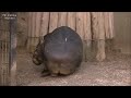 ウォンバット part1 （コアラに近い動物） 東山動物園