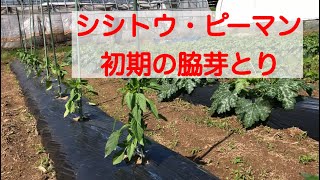 シシトウ・ピーマンの脇芽とり