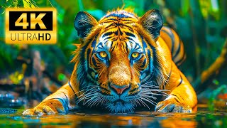 Magnificent Wildlife 4K |🌿Relaxation with Beautiful Scenery Melodies - soothing relaxing music