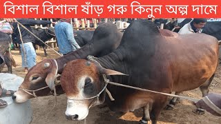 @আজ ২৩ ডিসেম্বর বৃহস্পতিবার ২০২৫।। বিশাল বিশাল ষাঁড় গরু কিনুন অল্প দামে।। cow market in Bangladesh.