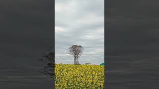 福島の菜の花畑に