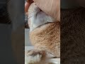 【うさぎカフェ】撫でた後の顔が良き良き♪ shorts うさぎカフェ うさぎ bunny