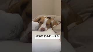 寝落ちするビーグル犬