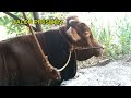 sapi limosin jumbo.. rawatan sederhana