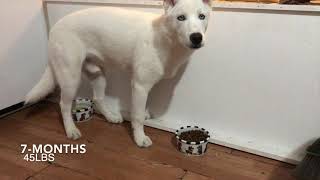 White Siberian Husky 2 months- 1 Year Transformation