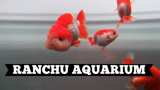 High Quality Ranchu Goldfish - Tank spotlight