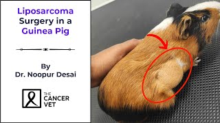 Liposarcoma Surgery in al Guinea Pig