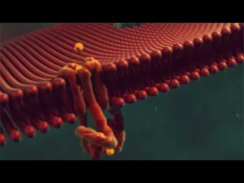 Kalydeco (ivacaftor) for Cystic Fibrosis Kalydeco (ivacaftor) for Cystic Fibrosis