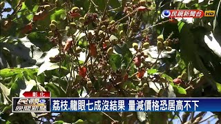 荔枝椿象危害 荔枝.龍眼七成沒結果－民視新聞