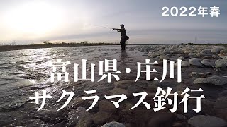 2022年春　富山県・庄川　サクラマス釣行（３泊４日全記録）