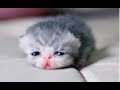 Just Watch These Cute Baby Animals - Cute Animal Babies Videos 2017
