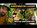 Agroforestry Layout (Mexican Sunflower) & New System