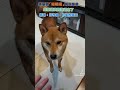 大家都怎麼呼叫狗狗呢 柴犬 柴柴 赤柴 dog 狗狗 搞笑 funny 萌宠