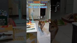 大家都怎麼呼叫狗狗呢 #柴犬 #柴柴 #赤柴 #dog #狗狗 #搞笑 #funny #萌宠