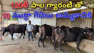 120లీ పాల గ్యారంటీ తో 10 ముర్రా గేదెలు అమ్మకానికి | 10 Murrah Buffaloes in Hyderabad with 120lit/day