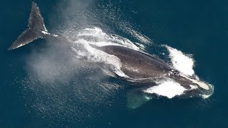 Feds withdraw rules to save endangered right whales from collisions