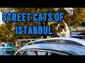 STREET CATS OF ISTANBUL I İSTANBUL'UN SOKAK KEDİLERİ 4K