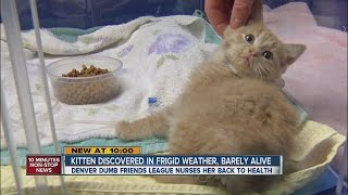 Frozen Kitten named \