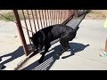 bane s big adventure cane corso s first boarding experience