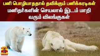 பனி பொழியாததால் தவிக்கும் பனிக்கரடிகள் - மனிதர்களின் செயலால் இடம் மாறி வரும் விலங்குகள்