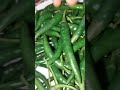 Green chilli's #ternd #shorts #Green #Chilli#Affu's crazy kitchen subscribe for more videos