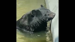 八木山動物公園　ツキノワグマ　ツバサ