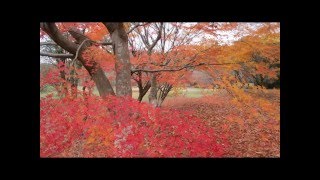 紅葉の森　フィナーレ　④　福智山ろく花公園　福岡県直方市永満寺