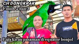 aksi memukau cucak ijo dongkrak di liga kicau pasaman equator bonjol finish 2 dan 3