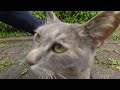 すっかり懐いてうにゃーん、ぐるにゃーんと賑やかに鳴くようになったねずみ色のねこ　 diary of visiting cats in japan