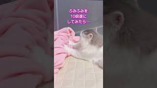 ふみふみ10倍速してみたら　#shorts #猫 #cat