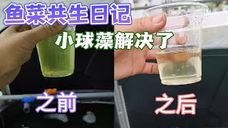 鱼菜共生日记-一个星期不到，小球藻的问题解决了/chlorella problem is solved