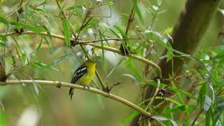 Common Iora's call