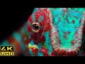 [4k] 8 Crazy Facts about Chameleon Eyes