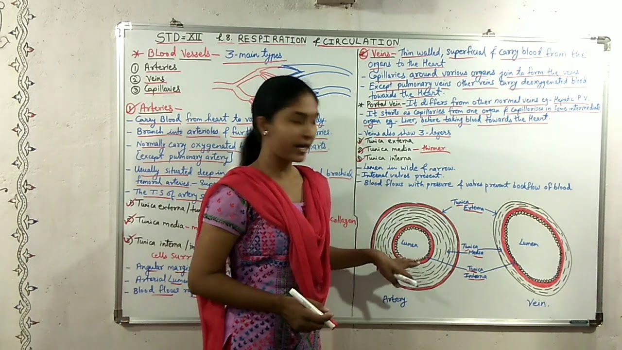 |Std-12|Biology|8.Respiration & Circulation|Blood Vessels-Arteries ...