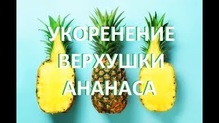 УКОРЕНЕНИЕ ВЕРХУШКИ АНАНАСА. Как укоренить верхушку ананаса с магазинного плода