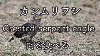 【肉捕食】カンムリワシ Crested serpent eagle 4K 野鳥観察＆野鳥撮影