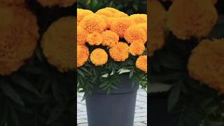 How to grow a marigold plants #shorts #nature