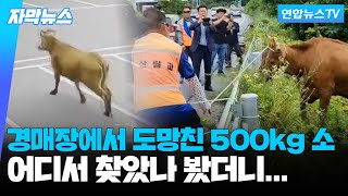 [자막뉴스] '집으로 돌아가고 싶소'…500kg 소, 경매장에서 탈출 / 연합뉴스TV (YonhapnewsTV)