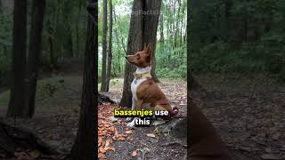 The Dog That Doesn’t Bark: Meet the Unique Basenji! #dogfacts #pets #caninecuriosities #doglovers