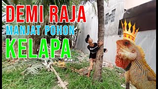 Si Bolang Dapet Raja Bunglon Dipohon Kelapa