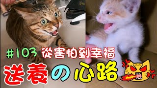 『送養的心路』從差點截指~到幸福貓生 Cat Story #103