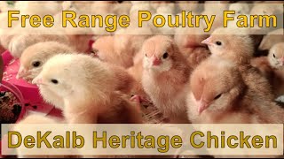 Free Range Poultry Farm. Dekalb Heritage Chicken