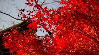 埼玉県新座市の「平林寺」の紅葉