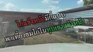 พูดถึงไก่แข้งหน้ามีกี่แบบ พาเที่ยวชมไก่ในหุบเขาแข้งหน้า