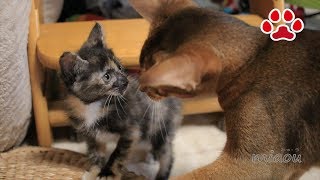 仔猫らな。 もうやられっぱなしは嫌だ【瀬戸のらな日記】Kitten was angry kitten