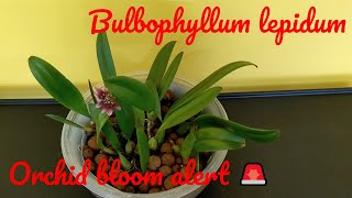 Orchid bloom alert 🚨 - Bulbophyllum lepidum