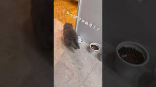 気まぐれ子猫#shorts #こねこ#子猫動画 #ブリティッシュロングヘア