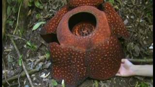 worlds largest corpse flower Rafflesia Arnoldii