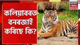 Kaliabor News | কলিয়াবৰৰ ‘কলিয়াবৰ চাহ বাগিছাৰ’ মাজত বনৰজা। Assamese News